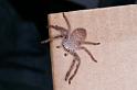 Holconia_ZZ600_D4017_Z_90_Oaklands Park_Australie